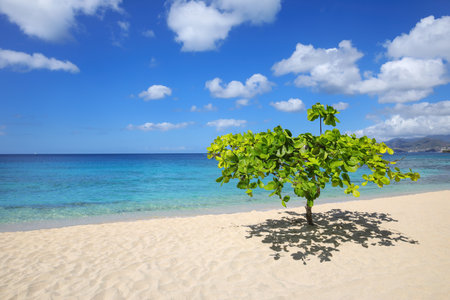Small shady tree at Magazine Beach on Grenada Island, Grenada.の写真素材