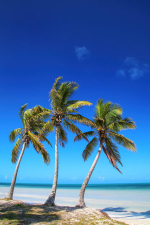 Palm trees on the coast of Ouvea lagoon on Ouvea Island, Loyalty Islands, New Caledonia. The lagoon was listed as Unesco World Heritage site in 2008.の写真素材