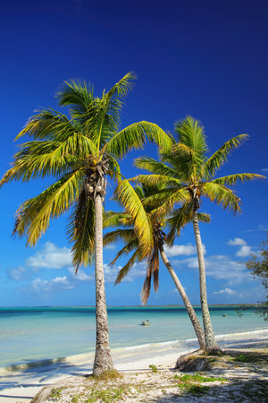 Palm trees on the coast of Ouvea lagoon on Ouvea Island, Loyalty Islands, New Caledonia. The lagoon was listed as Unesco World Heritage site in 2008.の写真素材