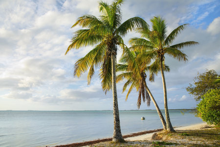Palm trees on the coast of Ouvea lagoon on Ouvea Island, Loyalty Islands, New Caledonia. The lagoon was listed as Unesco World Heritage site in 2008.の写真素材