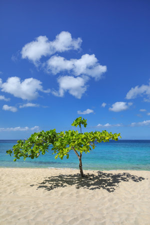 Small shady tree at Magazine Beach on Grenada Island, Grenada.の写真素材