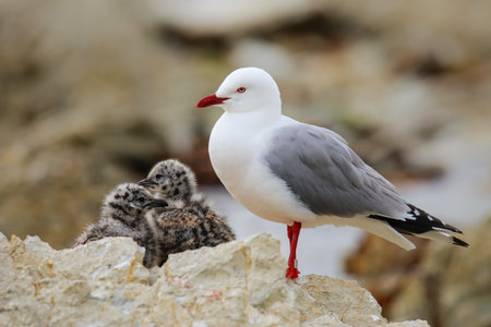 Red-billed gull with small chicks, Kaikoura peninsula, South Island, New Zealand. This bird is...