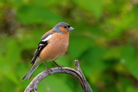 Chaffinch (Fringilla coelebs) sitting on a tree, New Zealand