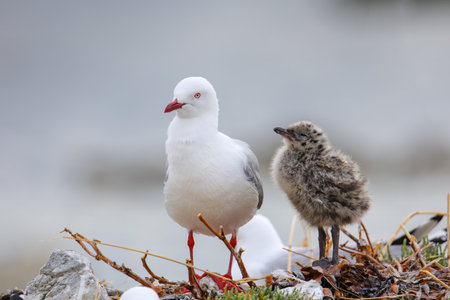 Red-billed gull with small chick, Kaikoura peninsula, South Island, New Zealand. This bird is native...