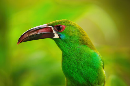 Crimson-rumped toucanet (Aulacorhynchus haematopygus) sitting in a tree