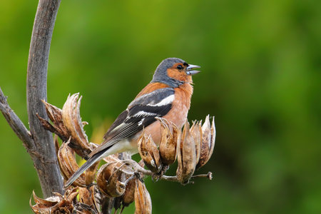 Chaffinch (Fringilla coelebs) sitting on a tree, New Zealand
