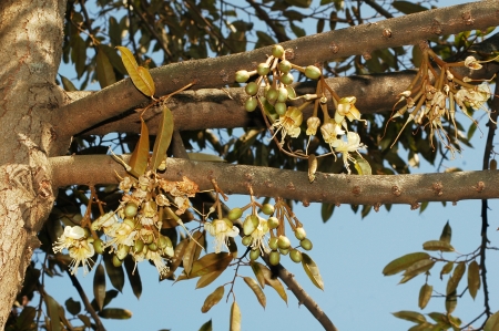 Durian s flower on the treeの写真素材