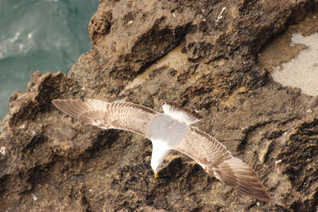 Seagullの写真素材