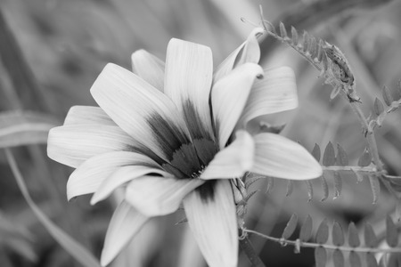 White Flowerの写真素材