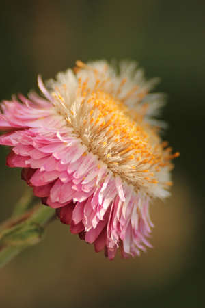 Close up Flowerの写真素材