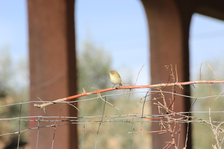 Green Birdの写真素材