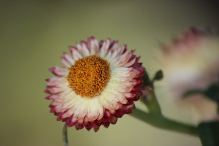 Red and White Flowerの写真素材