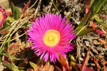 beautiful flowerの写真素材