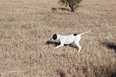 Hunting Dogの写真素材