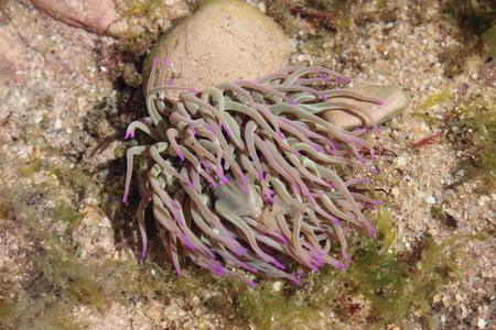 Pink Coralの写真素材