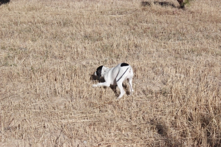 Hunting Dogの写真素材