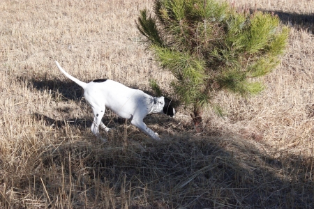 Hunting Dogの写真素材