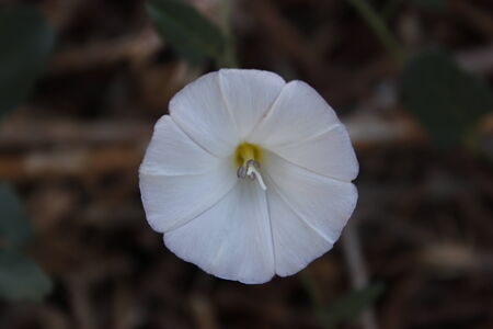 White Flowerの写真素材