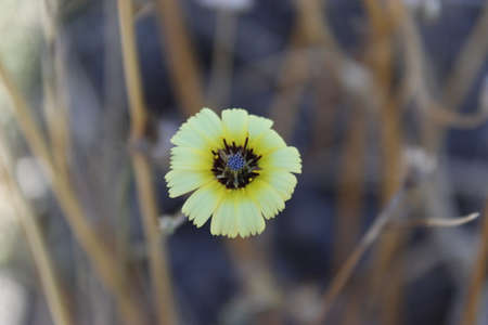 Blue and Yellowの写真素材