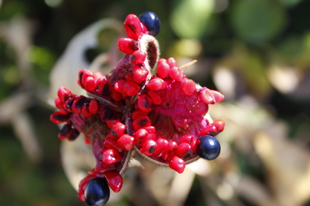 Wild fruitsの写真素材