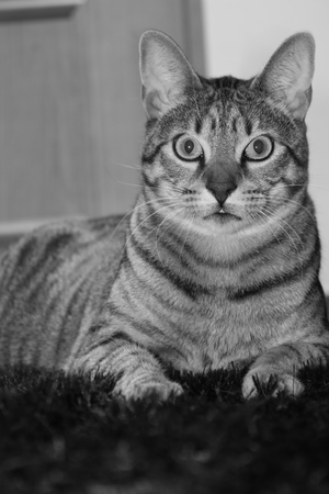 cat watching の写真素材