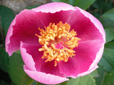 Pink Flowerの写真素材