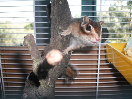 Chipmunk on a Treeの写真素材