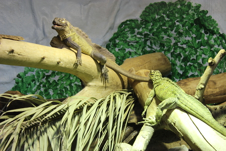 green iguanaの写真素材