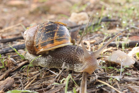Snail on the groundの写真素材