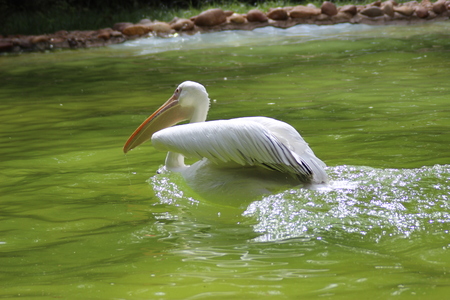 Pelican bird の写真素材