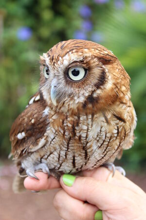 Little Owlの写真素材