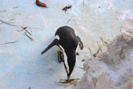 Penguinの写真素材