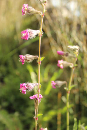 Red Flowerの写真素材