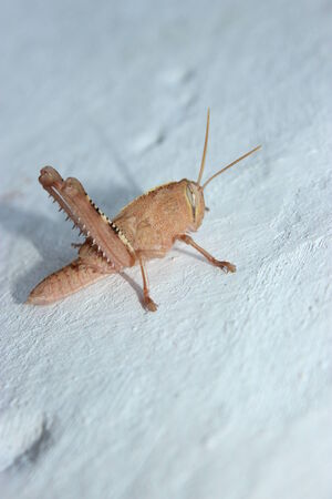 Cricket の写真素材