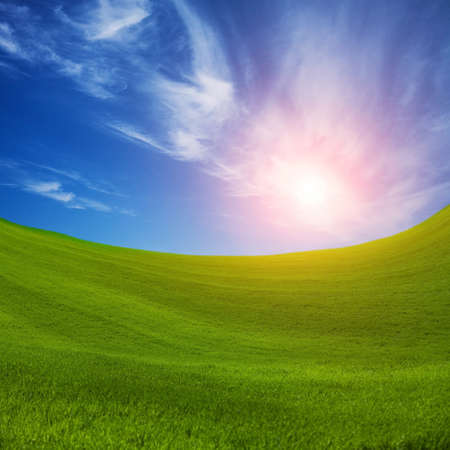 field of green fresh grassの写真素材