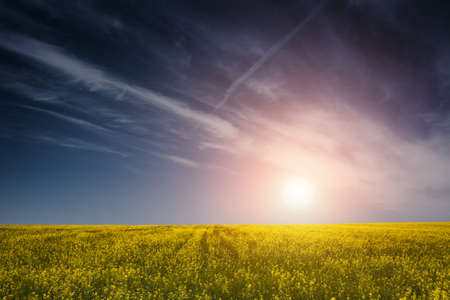 field of yellow flowers の写真素材