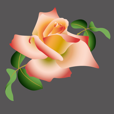 pink roseのイラスト素材