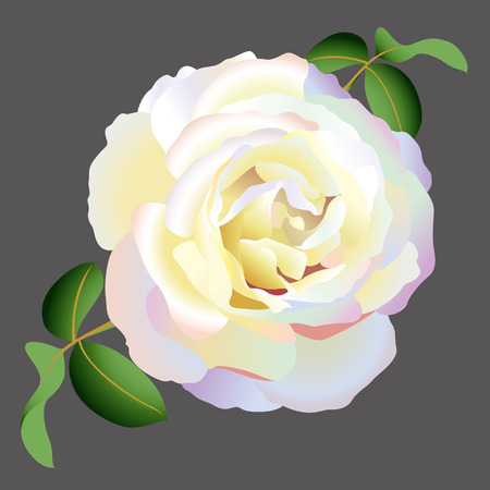 white roseのイラスト素材