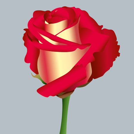 red roseのイラスト素材