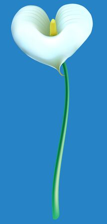 calla lilyのイラスト素材