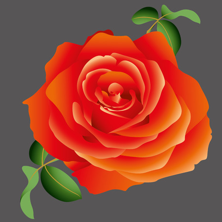 vector red roseのイラスト素材
