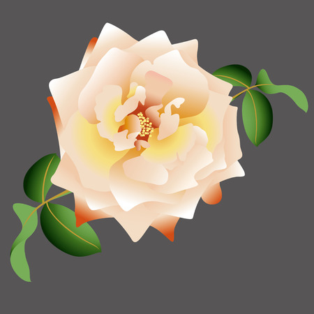vector white roseのイラスト素材