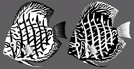 vector aquarium fish discusのイラスト素材