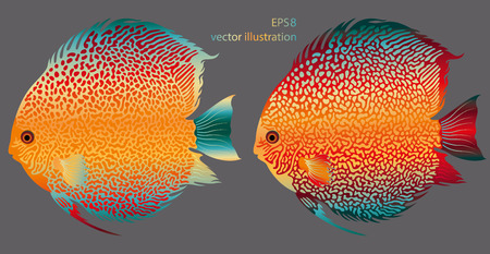 vector aquarium fish discusのイラスト素材
