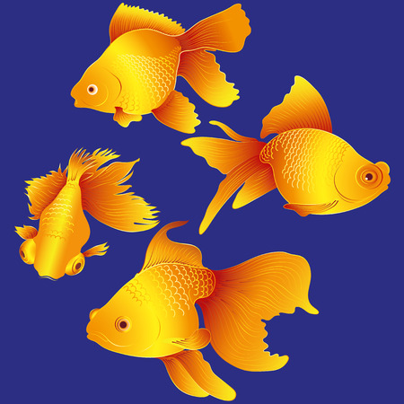vector aquarium goldfishのイラスト素材