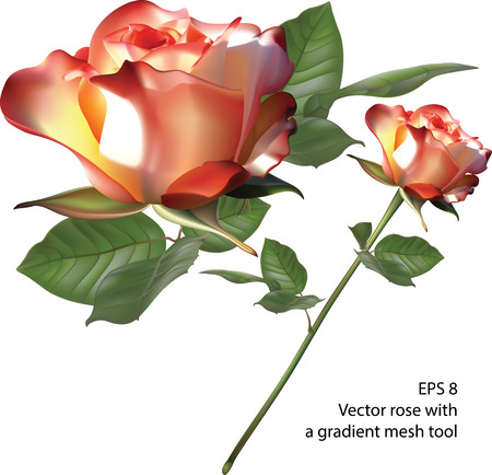 Vector rose with a gradient mesh toolのイラスト素材