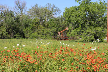 Antique Oil Well Pumpjack In Field Of Flowers