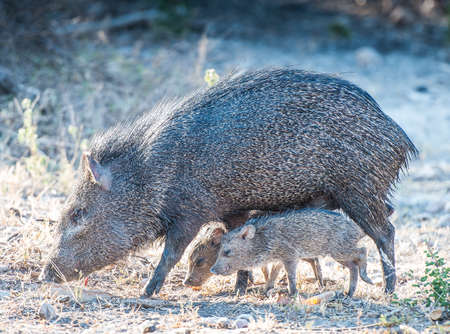 Javelina And Pigsの写真素材