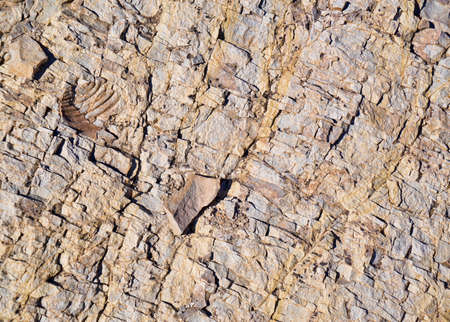 Fossil Shell In Rock