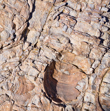 Fossil Shell Impression